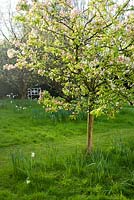 Malus 'Everest' in blossom