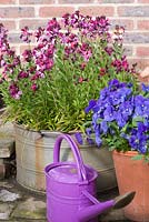 Spring container planting with purple watering can