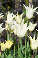 Tulipa 'Sophoro'