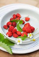 Alpine strawberries with flowers