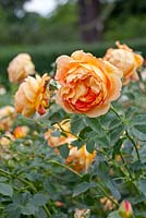 Rosa 'Lady of Shalott' - Rose 