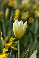 Tulipa 'Macarena'
