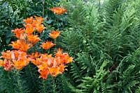 Lilium dauricum - Candlestick Lily and ferns