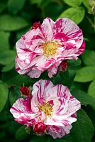 Rosa 'Mundi'