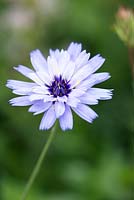 Catananche caerulea 