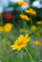 Coreopsis auriculata 'Schnittgold'
