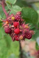 Rubus Phoenicolasius - Japanese wineberry
