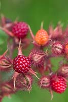 Rubus Phoenicolasius - Japanese wineberry