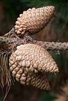 Pinus Radiata - Monterey Pine cones on the tree