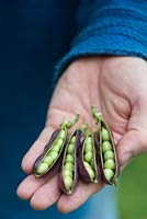 Pisum sativum - Gardeners hand holding Purple Podded pea pods showing peas