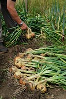 Maincrop Onions. Gardener lifting and placing onions on ground to ripen before winter storage