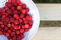 Picked Japanese wineberries in a colander on a wooden seat