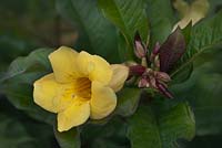 Allamanda, also known as Yellow Bell, Golden Trumpet or Buttercup Flower