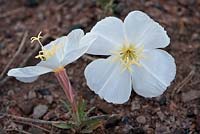 Oenothera caespitosa