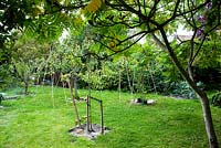 The small orchard with fruit trees branches being trained horizontally. The Experimental Garden.