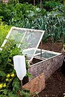 An old window used as the top of a cold frame