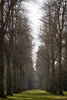 Lime tree avenue at Westonbirt Arboretum in winter