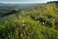 Wild flowers on hill - South Downs National Park above Brighton, East Sussex 