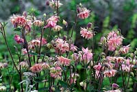 Aquilegia vulgaris 'Rose Barlow'