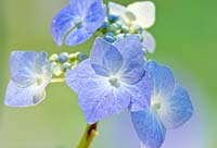 Hydrangea macrophylla 'Teller Blue'