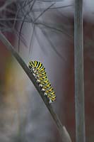 Black swallowtail larvae on bronze fennel - Papilio polyxenes asterius