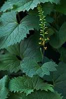 Ligularia stenocephala