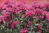 Monarda 'Panorama' - bergamot