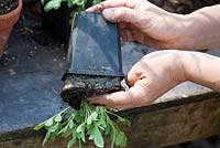 Repotting Iceland poppies step by step - The plant is turned upside down, a slight knock against the edge of a table helps to loosen up the roots from the pot