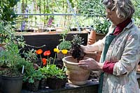 Repotting Iceland poppies step by step - A poppy plant with loosened root ball is placed in a terracotta pot