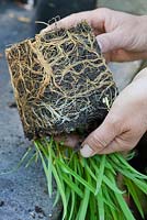 Repotting a Hemerocallis step by step - Well developed root ball