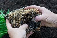 Repotting a Hemerocallis step by step - Breaking up of the root ball