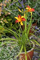 Repotting a Hemerocallis step by step - Hemerocallis 'Frans Hals', Perovskia and Euphorbia 'Diamond Frost' in flowers