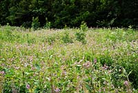 Wet grassland dominated by Impatiens glandulifera, Himalayan Balsam, an invasive alien plant in Wales, UK