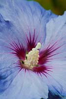 Hibiscus syriacus 'Bluebird' 