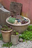 Arrangement of perennials in clay pots - Artemisia schmidtiana 'Nana', Sedum and Sempervium
