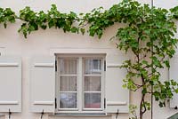 Vitis vinifera climbing around window with white painted shutters