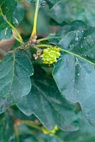 Andricus quercusradicis - knopper gall on Quercus petraea  