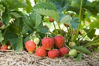 Fragaria x ananassa 'Elsanta' - Strawberry