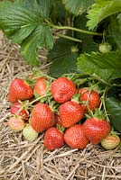 Fragaria x ananassa 'Hapil' - Strawberry