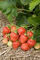 Fragaria x ananassa 'Hapil' - Strawberry
