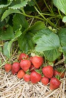 Fragaria x ananassa 'Florence' - Strawberry