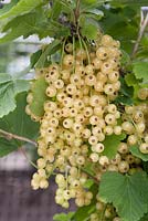 Ribes rubrum 'Blanka' - Whitecurrant