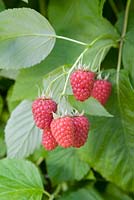 Rubus idaeus 'Tulameen' - Raspberry