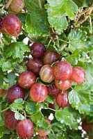 Ribes uva-crispa 'Pax' - Gooseberry