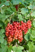 Ribes rubrum 'Rovada' - Redcurrant