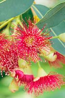 Corymbia ficifolia - Red-flowering Gum