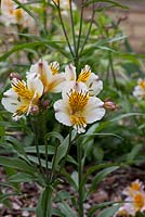 Alstromeria 'Apollo'