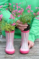 Step by step of planting a pair of recycled kids wellies with Diascia 'Little Dancer' - Placing the plants inside the wellies