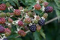 Rubus 'Oregon Thornless'