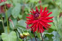 Dahlia 'Alvas Doris'